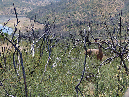 picture of a doe by the side of the road